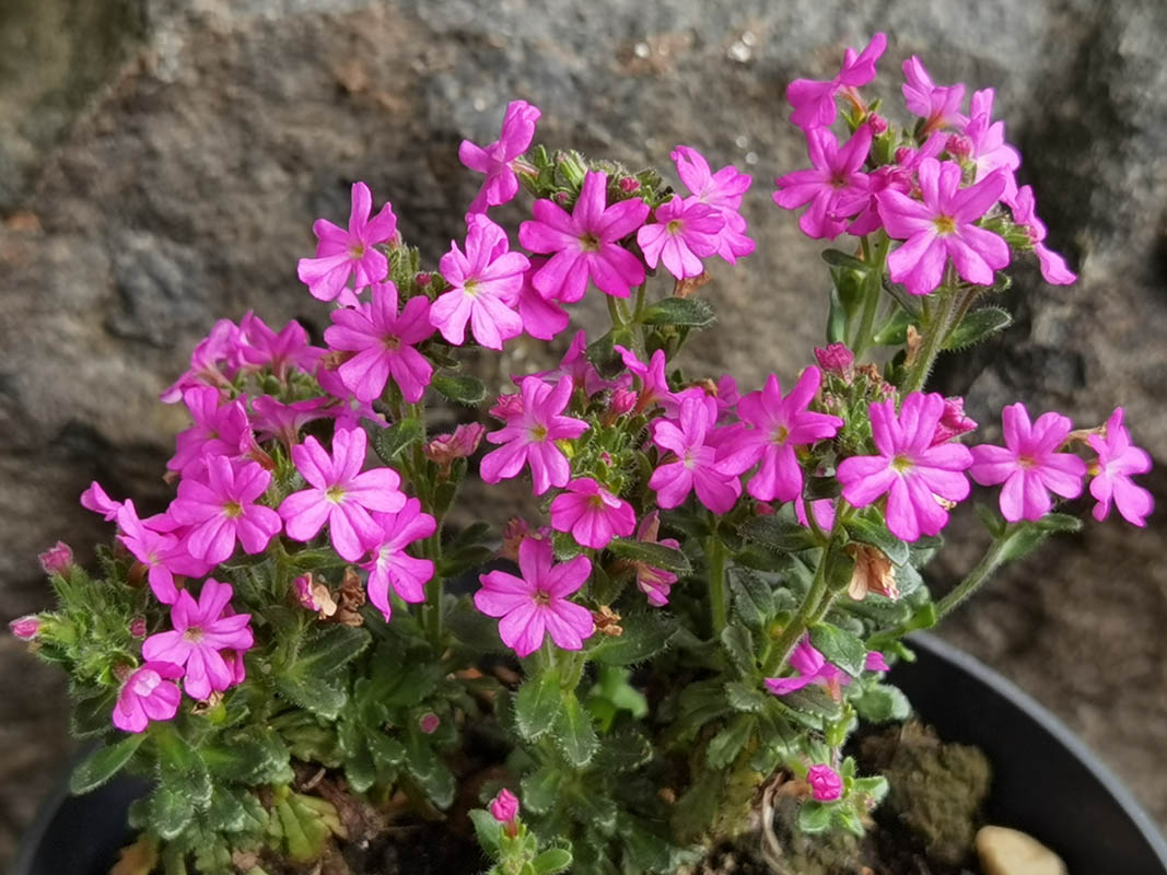 Erinus alpinus 'Dr Hähnle'